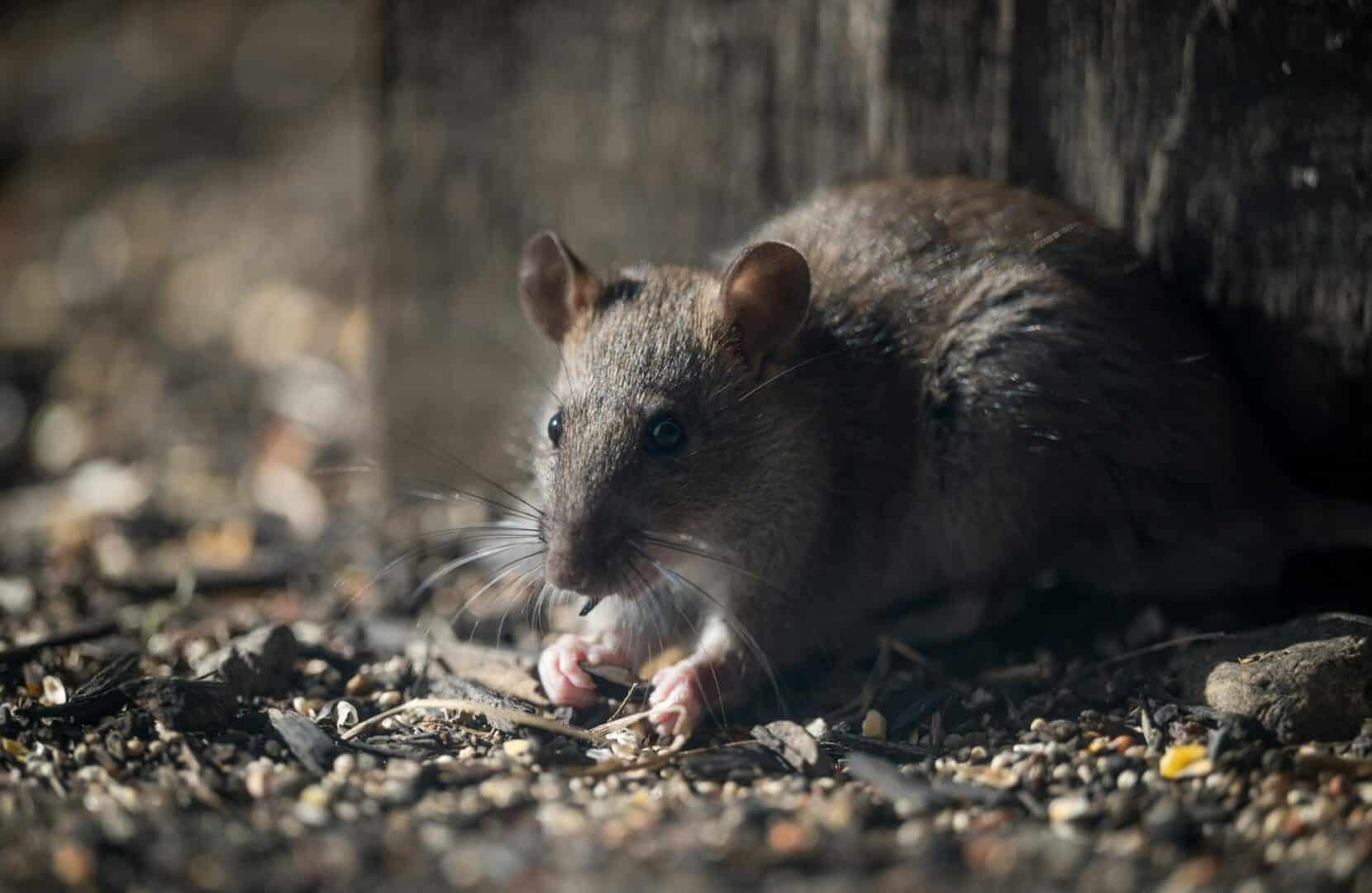 dératisation rat