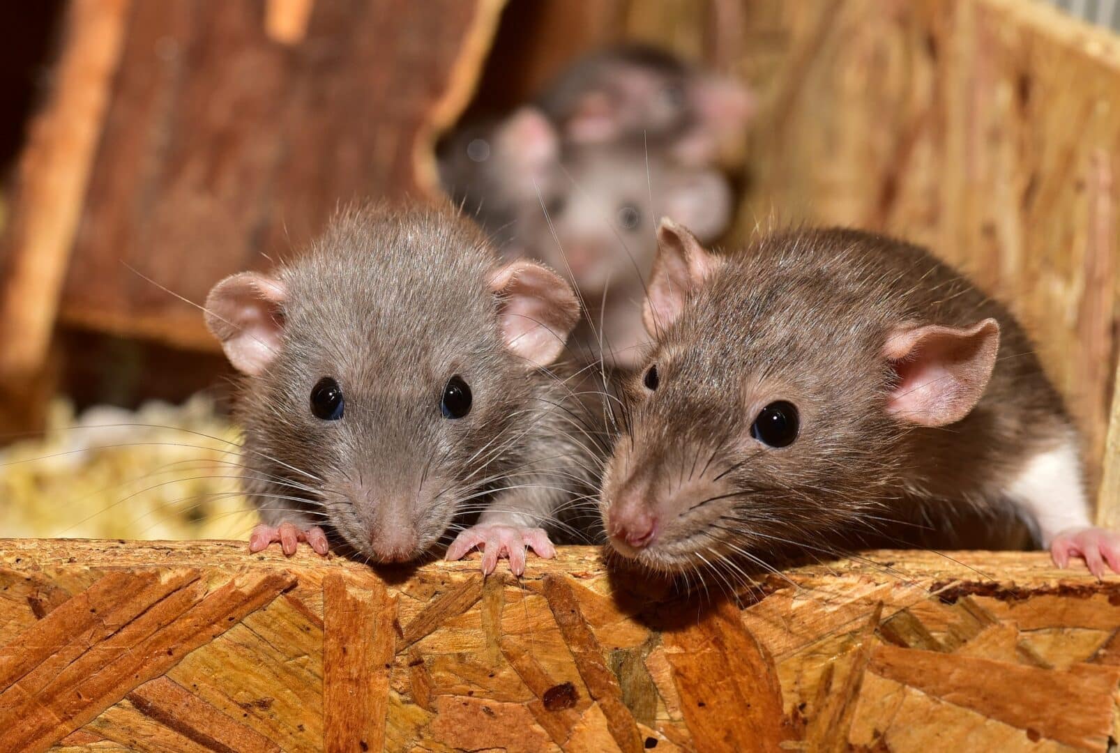 dératisation souris et rats